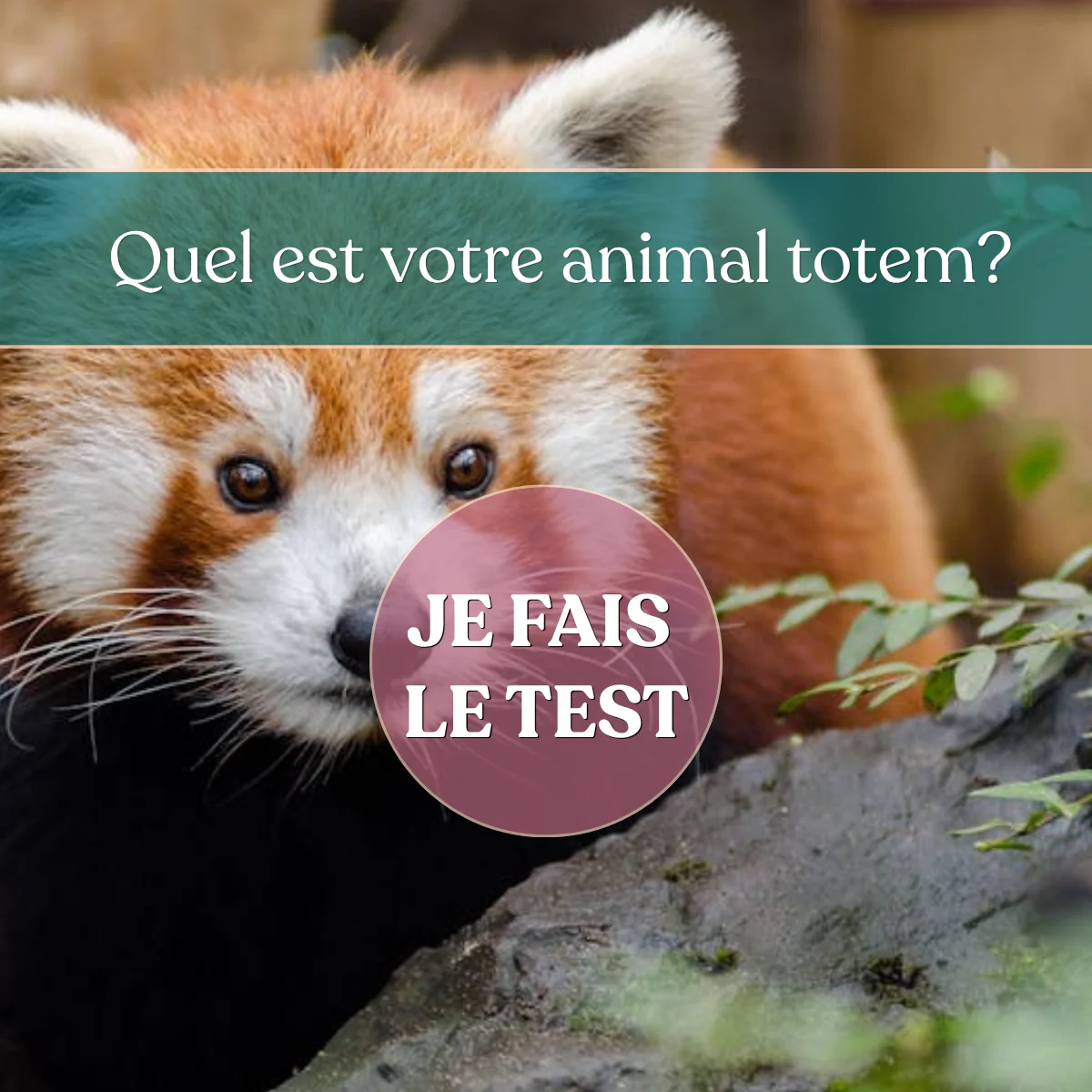 Portez l'esprit de votre animal
